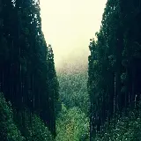 چاپ قاب موبایل و گوشی تصویر زمینه دسکتاپ جنگل سبز با کیفیت اچ دی و دانلود آسان