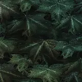 چاپ قاب موبایل و گوشی قاب موبایل آیفون با عکس برگ افرا برای چاپ تابلو و پوستر دیواری