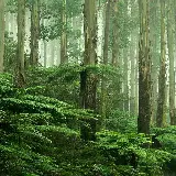 چاپ قاب موبایل و گوشی قاب موبایل سامسونگ جنگل برای چاپ با بهترین قیمت و کیفیت