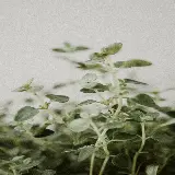 چاپ قاب موبایل و گوشی خرید تابلو شاسی گیاهان دارویی با بهترین قیمت برای اتاق