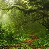 چاپ قاب موبایل و گوشی بک گراند موبایل جنگل سبز با کیفیت فول اچ دی و رزولوشن عالی