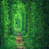 چاپ قاب موبایل و گوشی پوستر دیواری جنگل سبز با چاپ با کیفیت و قیمت ارزان