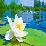 چاپ قاب موبایل و گوشی چاپ عکس نیلوفر آبی روی تابلو دیواری با ابعاد بزرگ و کیفیت