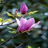 تصاویر پس زمینه ماگنولیا برای تابلو و پوستر دیواری