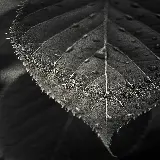 چاپ قاب موبایل و گوشی دانلود رایگان والپیپر برگ فول اچ دی برای صفحه موبایل