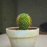 چاپ قاب موبایل و گوشی سفارش خرید تابلو کاکتوس و گلدان زیبا با قیمت ارزان