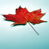 چاپ قاب موبایل و گوشی قاب موبایل 4K شیائومی هواوی با عکس برگ افرا برای چاپ روی قاب موبایل