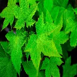 چاپ قاب موبایل و گوشی تصویر پس زمینه 4K برگ افرا با کیفیت عالی برای تولید محتوا