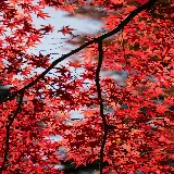 چاپ قاب موبایل و گوشی والپیپر برگ موبایل با کیفیت اچ دی و طراحی طبیعی زیبا