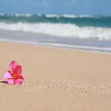 چاپ قاب موبایل و گوشی چاپ تابلو دکوراتیو گل هاوایی با کیفیت بالا و قیمت ارزان