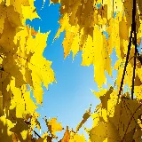 چاپ قاب موبایل و گوشی تصویر پس زمینه فول اچ دی برگ افرا برای دسکتاپ با کیفیت بالا