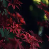 چاپ قاب موبایل و گوشی تصویر زمینه برگ دسکتاپ اچ دی واید با ابعاد 1920x1200