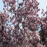 چاپ قاب موبایل و گوشی خرید تابلو دکوراتیو 4K از گل ماگنولیا برای هدیه و دکوراسیون