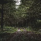 چاپ قاب موبایل و گوشی بک گراند موبایل جنگل سبز با کیفیت 4K و مناسب برای استوری