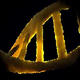 سفارش تابلو دیجیتال DNA با بهترین قیمت برای پذیرایی