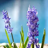 چاپ قاب موبایل و گوشی سفارش چاپ تخته شاسی سنبل با بهترین قیمت و کیفیت