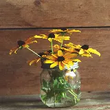 سفارش تابلو گل های زرد کوکب کوهی در شیشه مربا