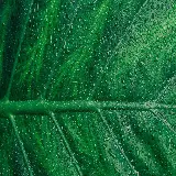 چاپ قاب موبایل و گوشی دانلود عکس برگ 4K دسکتاپ برای طراحی و تولید محتوا