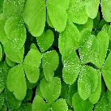 چاپ قاب موبایل و گوشی والپیپر برگ سبز طبیعی فول اچ دی برای دسکتاپ رایگان