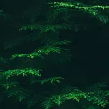 قاب مبایل گوشی طرح برگ اچ دی برای سفارش تابلو و پوستر دیواری با بهترین قیمت