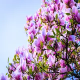 چاپ قاب موبایل و گوشی سفارش پوستر دیواری بزرگ گل ماگنولیا با چاپ با کیفیت و ارزان