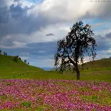 قیمت و خرید تابلو منظره و طبیعت در سبک های مختلف