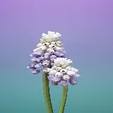 چاپ قاب موبایل و گوشی قاب موبایل سنبل چاپ شاسی عکس با قیمت ارزان برای اتاق