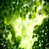 چاپ قاب موبایل و گوشی تصویر زمینه برگ سبز دسکتاپ اچ دی واید رزولوشن بالا