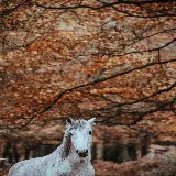 چاپ قاب موبایل و گوشی خرید تابلو شاسی اسب سفید در طبیعت پاییزی زیبا