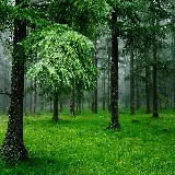 چاپ قاب موبایل و گوشی خرید تابلو شاسی جنگل سبز با چاپ با کیفیت و قیمت مناسب