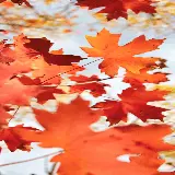 چاپ قاب موبایل و گوشی قاب موبایل آیفون با عکس برگ افرا برای چاپ عکس روی قاب موبایل