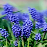 چاپ قاب موبایل و گوشی قاب موبایل سنبل سفارش چاپ با کیفیت بالا برای اتاق