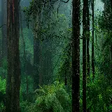 قاب موبایل جنگل سبز خرید تابلو با قیمت ارزان برای اتاق