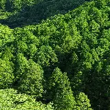 چاپ قاب موبایل و گوشی تصویر زمینه موبایل جنگل سبز با کیفیت فول اچ دی و دانلود رایگان