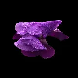 چاپ قاب موبایل و گوشی عکس پس زمینه موبایل گل آیریس با کیفیت 4K و رزولوشن فوق العاده