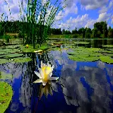 چاپ قاب موبایل و گوشی خرید تابلو نیلوفر آبی با چاپ فول اچ دی و قیمت مناسب برای اتاق