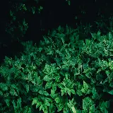 چاپ قاب موبایل و گوشی دانلود بک‌گراند برگ سبز 4K دسکتاپ با رنگ طبیعی