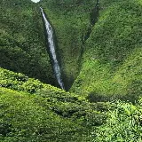 قاب مبایل جنگل برای سامسونگ با چاپ با کیفیت و قیمت ارزان