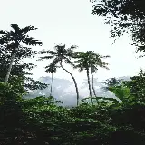 قاب مبایل جنگل برای آیفون با چاپ با کیفیت و قیمت مناسب