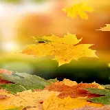 چاپ قاب موبایل و گوشی والپیپر 4K برگ افرا برای موبایل با کیفیت اولترا اچ دی