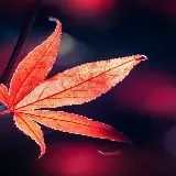 چاپ قاب موبایل و گوشی دانلود رایگان تصویر زمینه برگ فول اچ دی برای سامسونگ