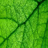 چاپ قاب موبایل و گوشی عکس برگ 4K دسکتاپ با کیفیت فوق العاده برای طراحی