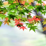 چاپ قاب موبایل و گوشی والپیپر برگ اچ دی مخصوص گوشی سامسونگ با کیفیت بالا