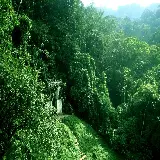 چاپ قاب موبایل و گوشی سفارش تابلو شاسی جنگل با کیفیت بالا و قیمت مناسب برای اتاق