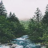 چاپ قاب موبایل و گوشی والپیپر موبایل جنگل سبز با کیفیت 4K و رزولوشن عالی