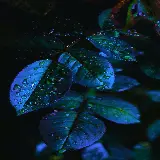 چاپ قاب موبایل و گوشی تصویر زمینه برگ طبیعی برای موبایل با کیفیت اچ دی رایگان