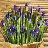 چاپ قاب موبایل و گوشی بک گراند دسکتاپ گل آیریس با کیفیت اچ دی و طراحی طبیعی