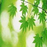 چاپ قاب موبایل و گوشی بک‌گراند برگ سبز فول اچ دی دسکتاپ با کیفیت عالی