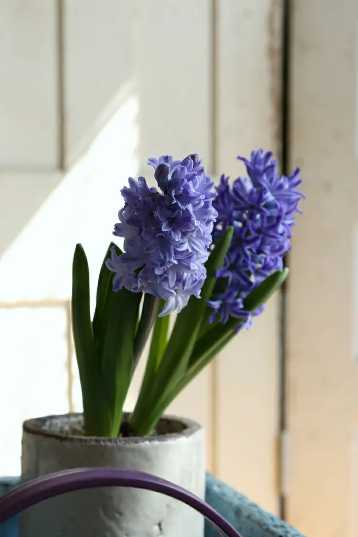 عکس گل سنبل برای تصویر زمینه با کیفیت فول hd