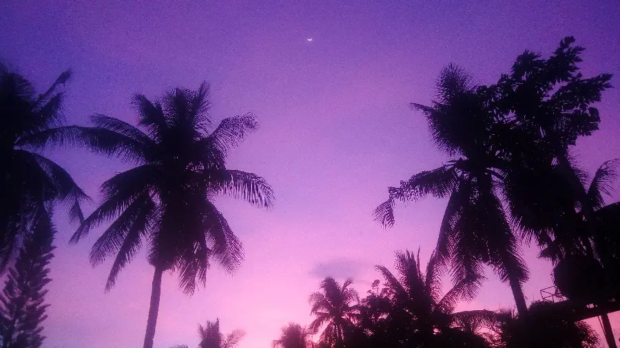 تصویر زمینه درختان نخل برای پست و استوری اینستاگرام